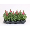 Antirrhinum majus overig