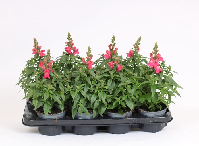 Antirrhinum majus overig