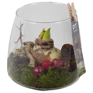 Arr.  Hippeastrum  L%