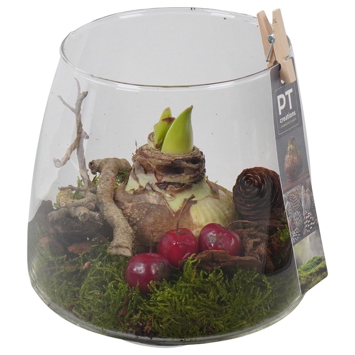 <h4>Arr.  Hippeastrum  L%</h4>