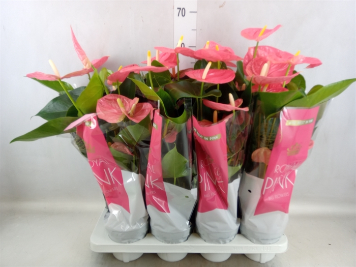 <h4>Anthurium andr. 'Colorado'</h4>