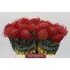 Nutans Ayoba Red