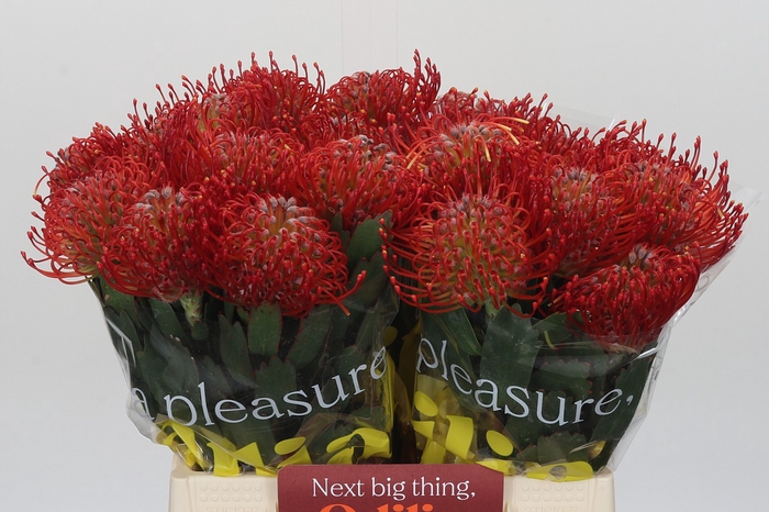 <h4>Nutans Ayoba Red</h4>