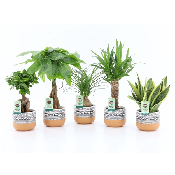 Easy to Care mix in New Azteca