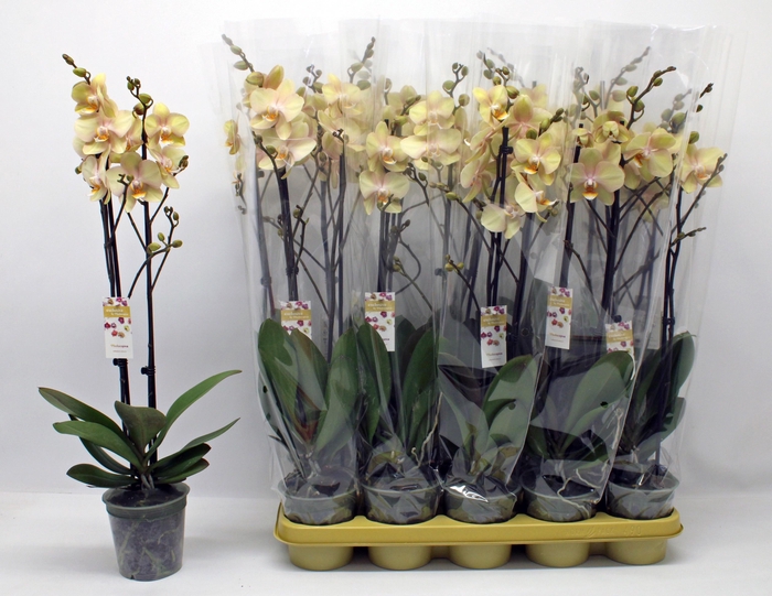 <h4>PHAL OV GEEL</h4>