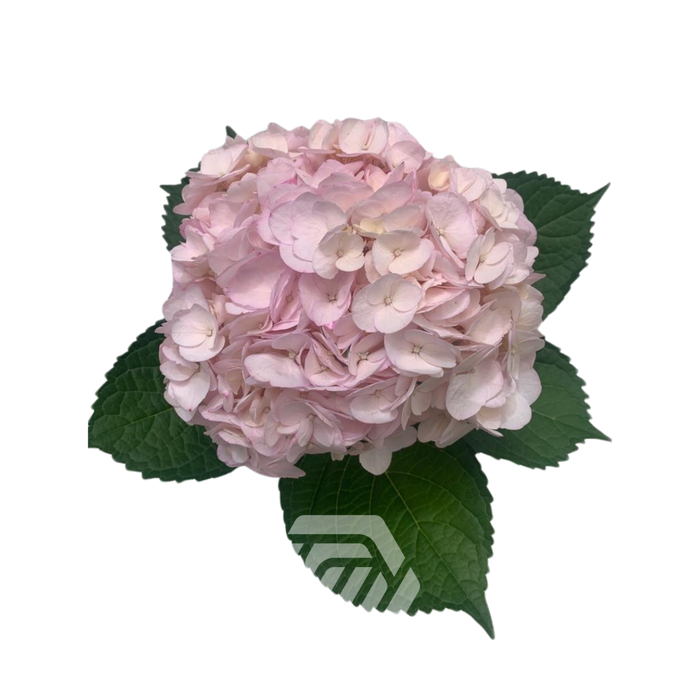 <h4>HYDR PREMIUM LIGHT PINK (TINTED)</h4>