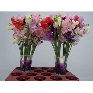 Lathyrus Gemengd in bos