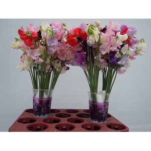 Lathyrus Gemengd in bos