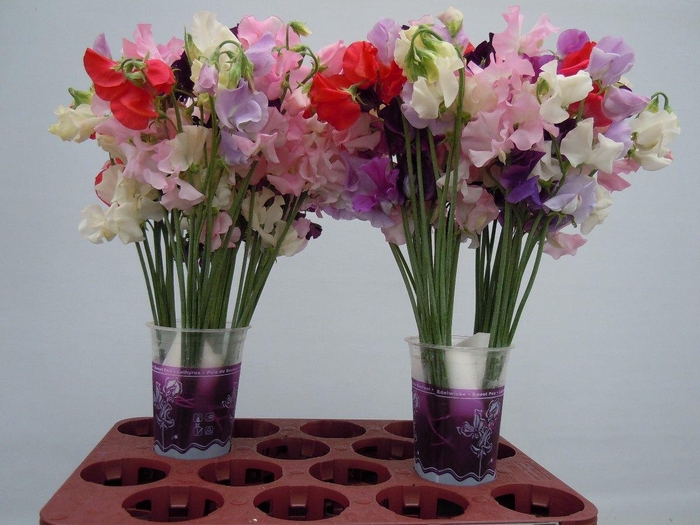 <h4>Lathyrus Gemengd in bos</h4>