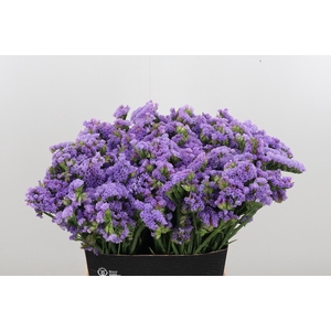 Lim S Tessa Lavender