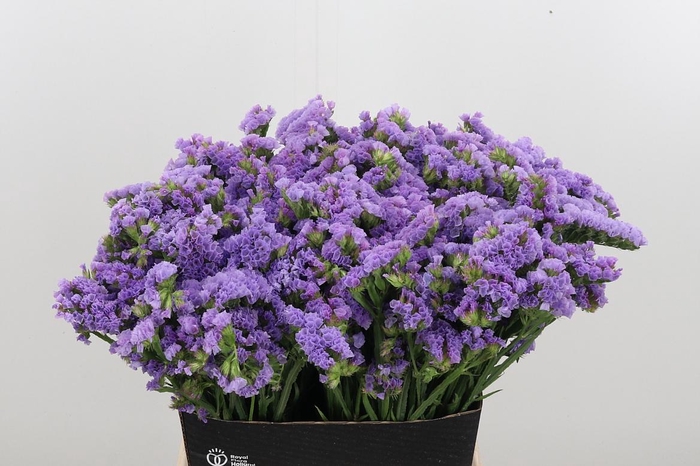 <h4>Lim S Tessa Lavender</h4>