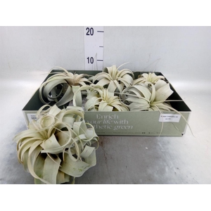 Tillandsia xerographica