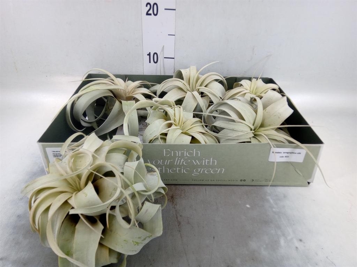 <h4>Tillandsia xerographica</h4>