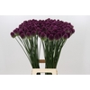 Allium Sphaerocephalon
