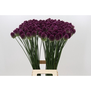Allium Sphaerocephalon