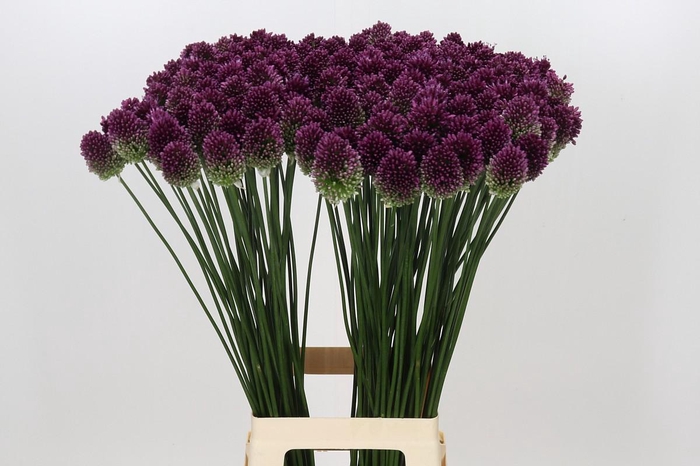 <h4>Allium Sphaerocephalon</h4>