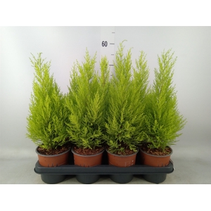 Cupressus macro. 'Goldcrest Wilma'
