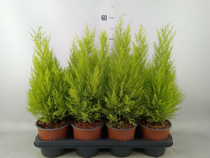 <h4>Cupressus macro. 'Goldcrest Wilma'</h4>