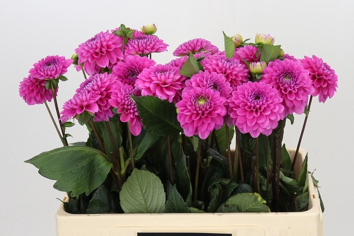 <h4>Dahlia Happy Hour</h4>