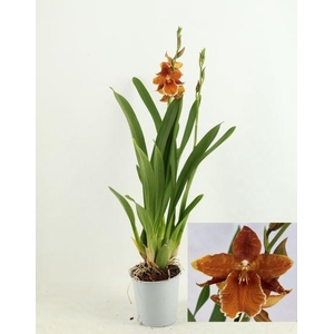 ORCHIDEEEN OVERIG