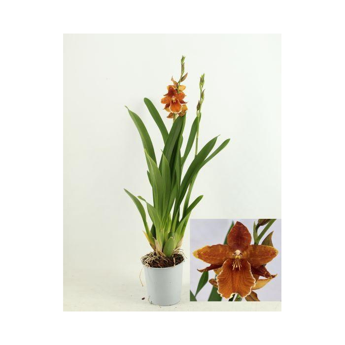 <h4>Orchideeen Overig</h4>