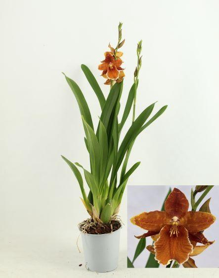 Orchideeen Overig