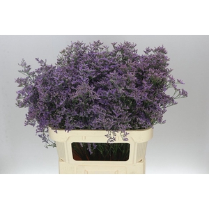 Lim. Saf Classic Blue