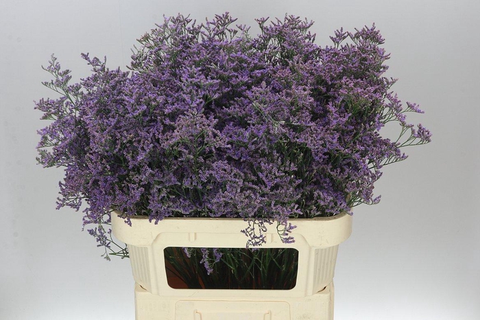 <h4>Lim. Saf Classic Blue</h4>