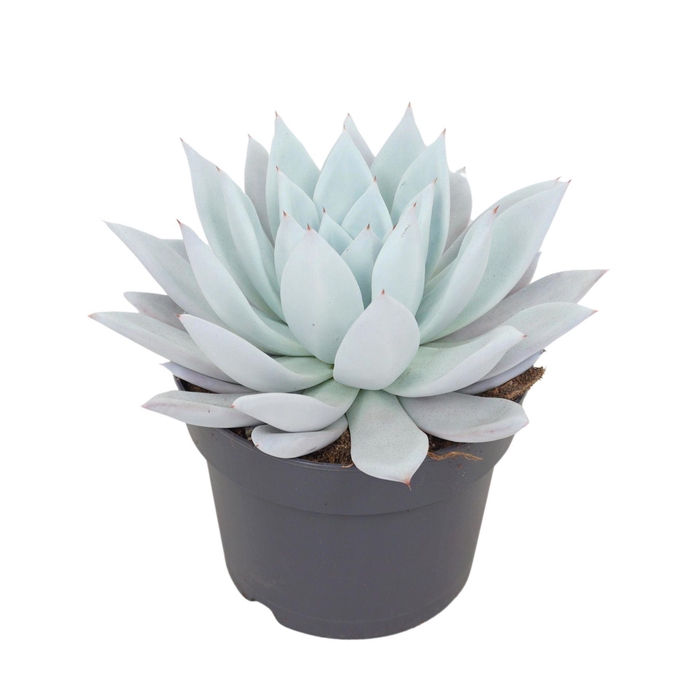 <h4>Echeveria Mexican Giant</h4>