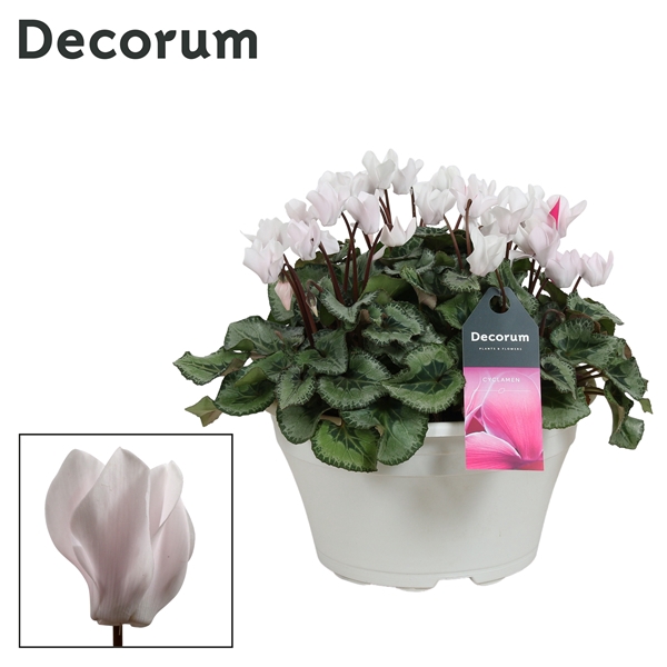 Cyclaam Garden Wit Schaal Ariel (Decorum)