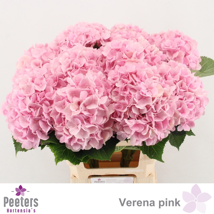 <h4>HYDR M CH VERENA</h4>