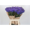 Ageratum houstonianum 'JJ Violet Blue'