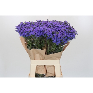 Ageratum houstonianum 'JJ Violet Blue'