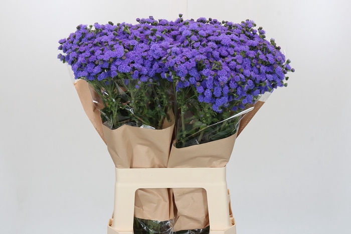 <h4>Ageratum houstonianum 'JJ Violet Blue'</h4>