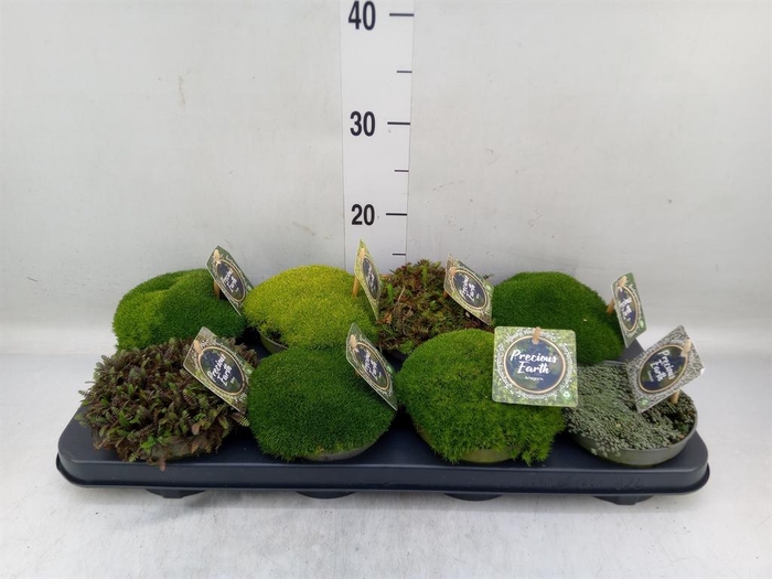 <h4>Vaste pltn   ...       [Perennials]</h4>