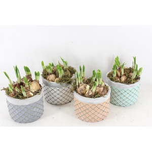 arr4 Narcis FL - Ker. loret de mar mix