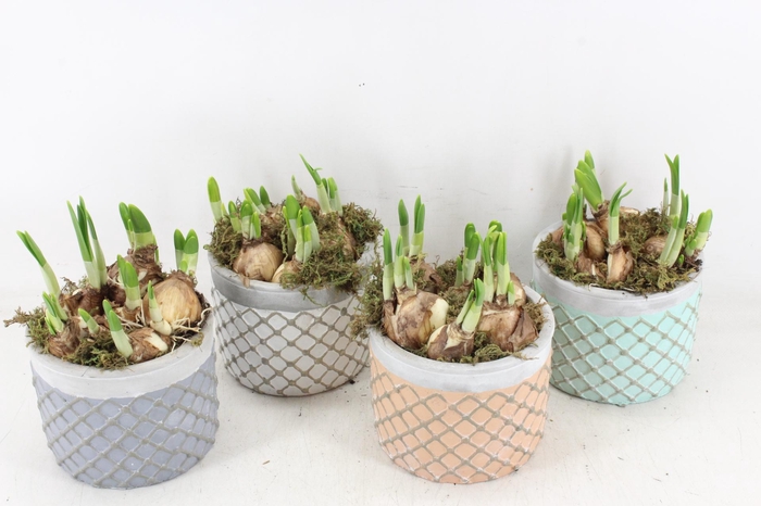 <h4>arr4 Narcis FL - Ker. loret de mar mix</h4>