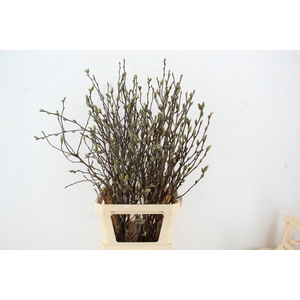 MAGNOLIA GEORGE HENRY KERN 110CM