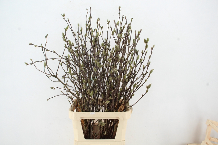 MAGNOLIA GEORGE HENRY KERN 110CM