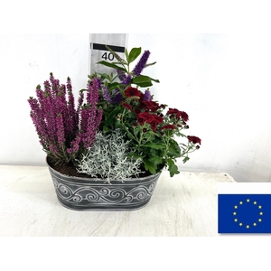 ARR TUINPLANTEN