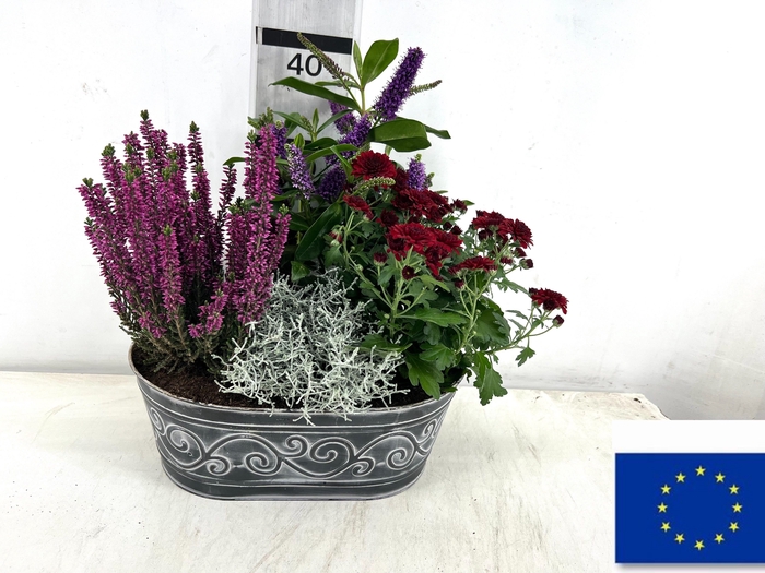 <h4>ARR TUINPLANTEN</h4>