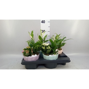 Arr.   Planten L%