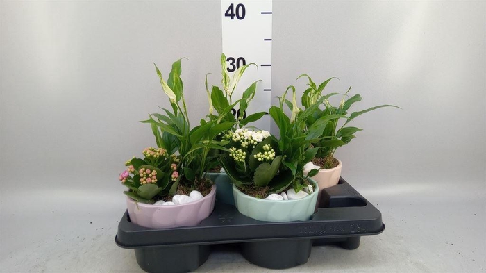 <h4>Arr.   Planten L%</h4>