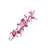Oncidium Pink Velvet Diamond