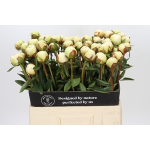 Paeonia Bowl Of Cream