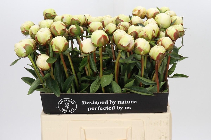 Paeonia Bowl Of Cream