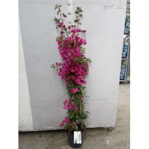 Bougainvillea  'Sanderiana'