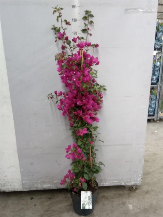 <h4>Bougainvillea  'Sanderiana'</h4>
