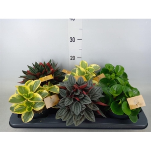 Peperomia   ...mix