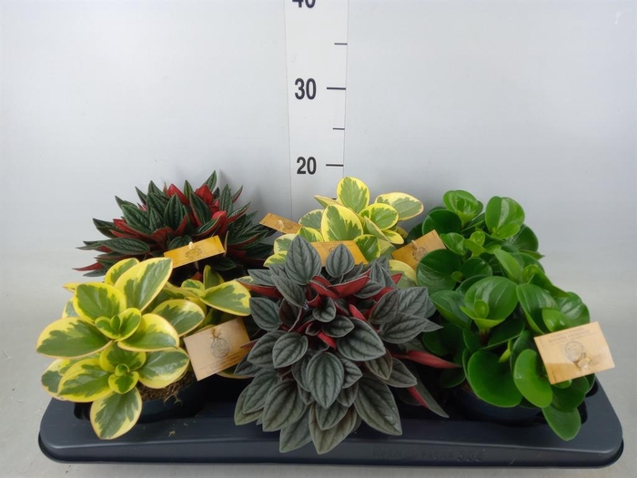 <h4>Peperomia   ...mix</h4>